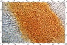 Elaphomyces quercicola